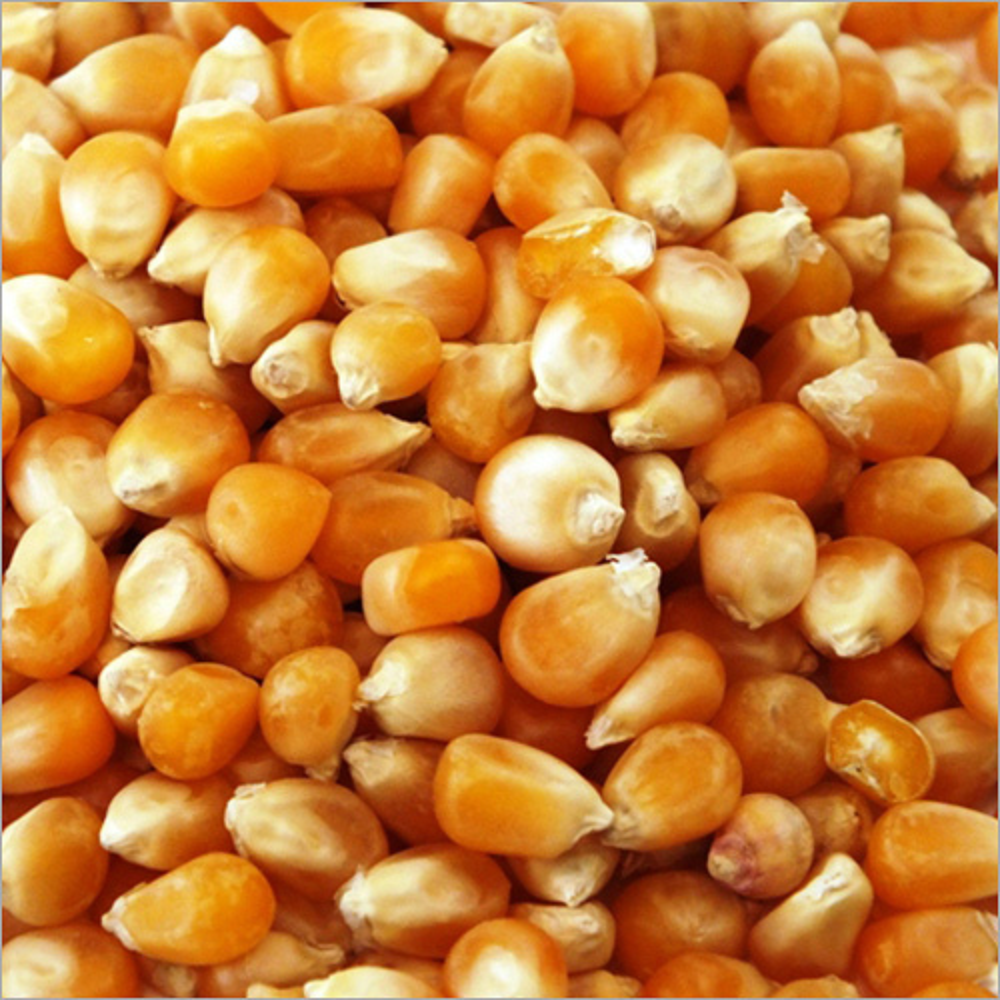 Corn Grain Per Kg Bulk